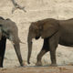 https://bestafrica.bluesuntravel.com/wp-content/uploads/2019/11/AFRICA-HOLIDAYS-kenya-elephant.jpg