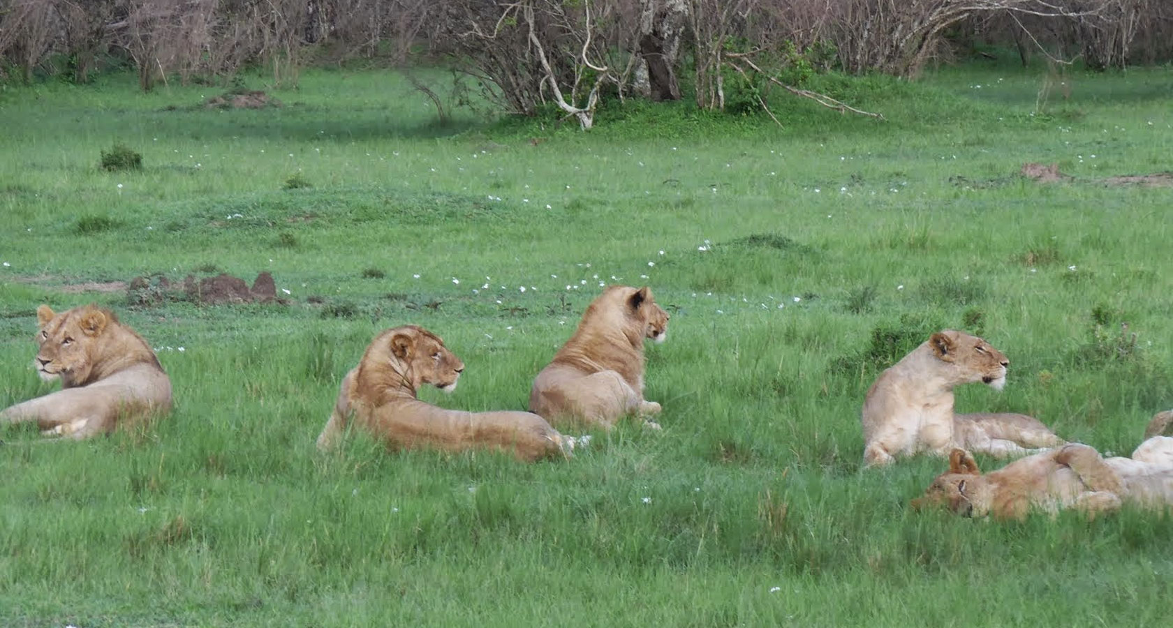 https://bestafrica.bluesuntravel.com/wp-content/uploads/2019/11/AFRICA-SAFARIS-TOURS-Uganda-lion-.jpg