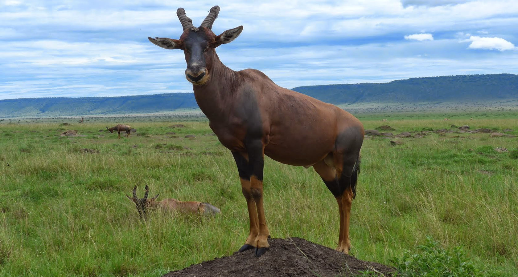 https://bestafrica.bluesuntravel.com/wp-content/uploads/2019/11/BEST-AFICA-buck-kenya.jpg