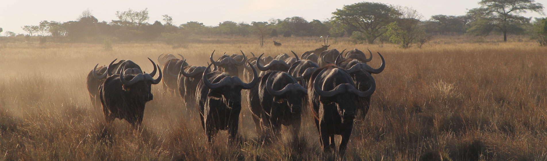 https://bestafrica.bluesuntravel.com/wp-content/uploads/2019/11/BEST-AFRICA-HOME-buffalo-slider.jpg