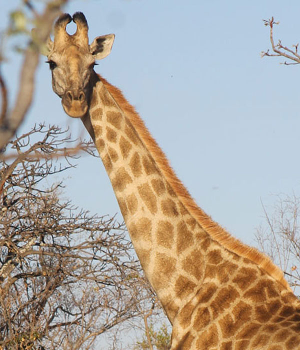 https://bestafrica.bluesuntravel.com/wp-content/uploads/2019/11/BEST-AFRICA-HOME-girraffe.jpg