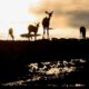 BEST AFRICA buck reflection sunset https://bestafrica.bluesuntravel.com/wp-content/uploads/2019/11/BEST-AFRICA-buck-reflection-sunset.jpg