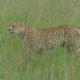BEST AFRICA cheetah green grass https://bestafrica.bluesuntravel.com/wp-content/uploads/2019/11/BEST-AFRICA-cheetah-green-grass-1-1.jpg