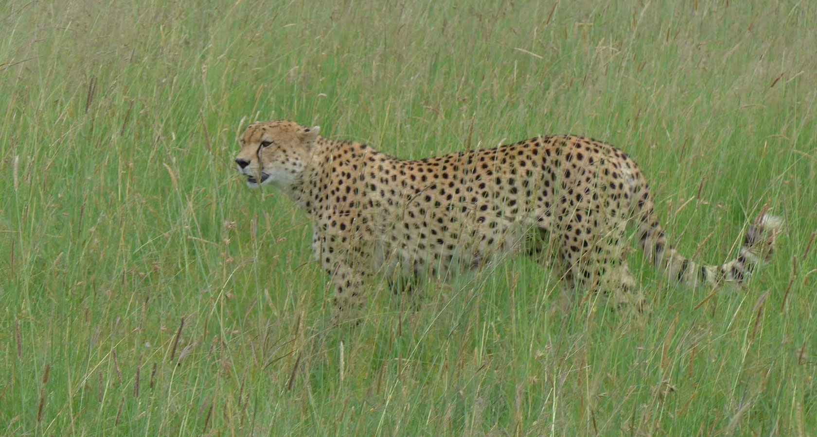 https://bestafrica.bluesuntravel.com/wp-content/uploads/2019/11/BEST-AFRICA-cheetah-green-grass-1-1.jpg