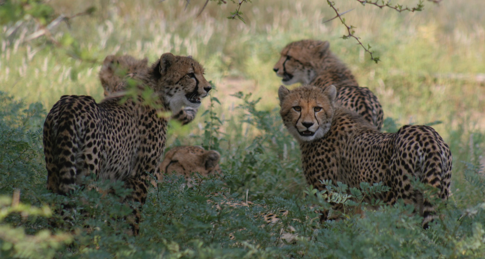 https://bestafrica.bluesuntravel.com/wp-content/uploads/2019/11/BEST-AFRICA-cheetah-pride.jpg
