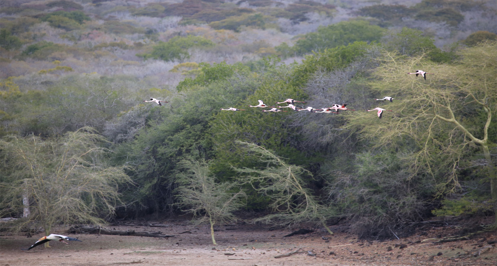 https://bestafrica.bluesuntravel.com/wp-content/uploads/2019/11/BEST-AFRICA-flying-flamingoes.jpg