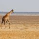 https://bestafrica.bluesuntravel.com/wp-content/uploads/2019/11/BEST-AFRICA-giraffe-slider.jpg