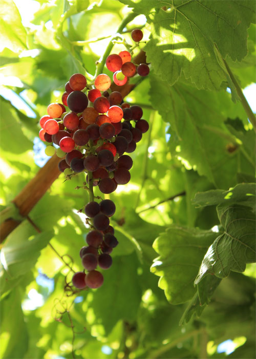 https://bestafrica.bluesuntravel.com/wp-content/uploads/2019/11/BEST-AFRICA-grapes.jpg