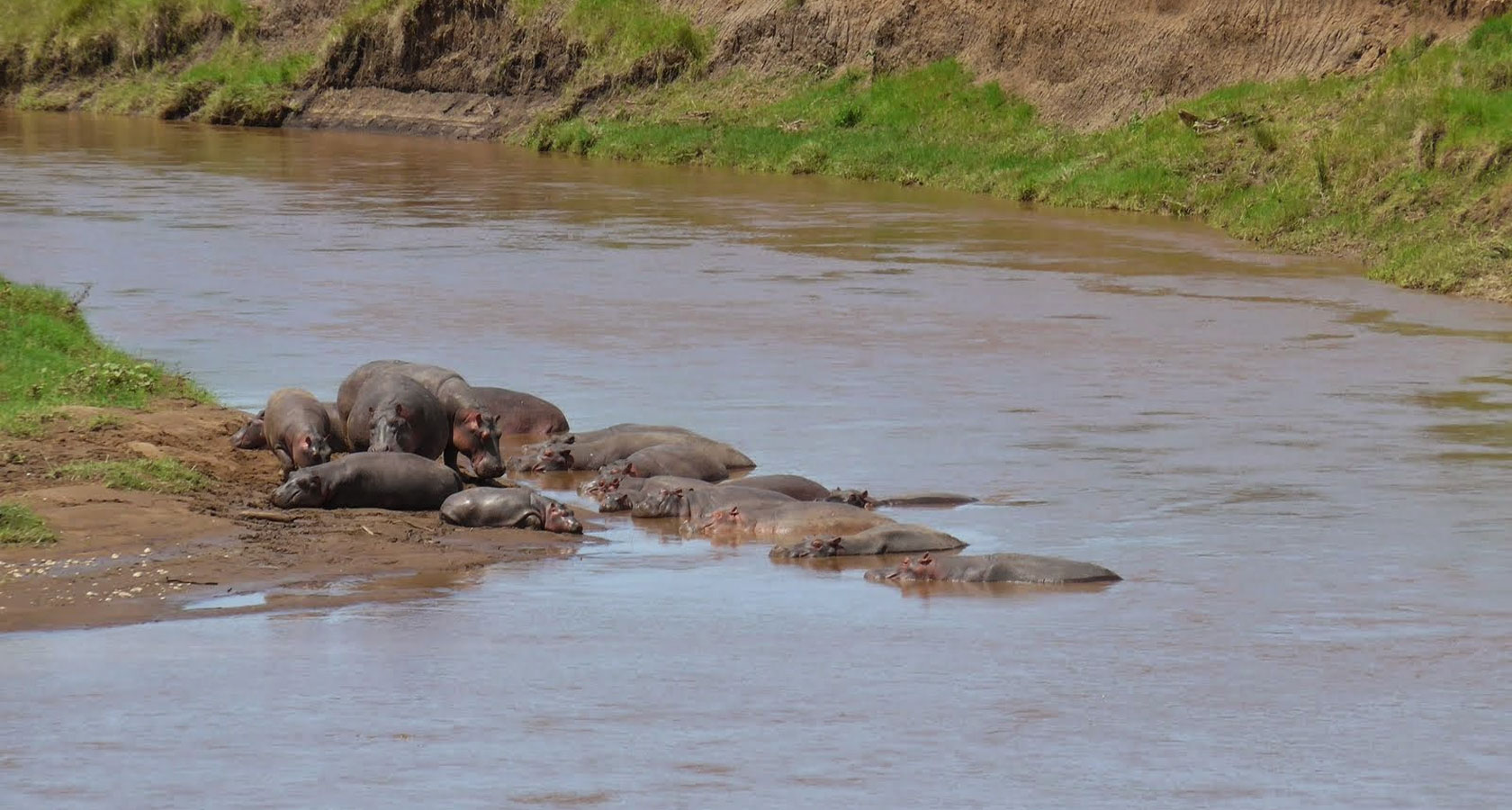 https://bestafrica.bluesuntravel.com/wp-content/uploads/2019/11/BEST-AFRICA-hippos-on-riverbank.jpg