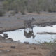 https://bestafrica.bluesuntravel.com/wp-content/uploads/2019/11/BEST-AFRICA-kudu-drinking.jpg