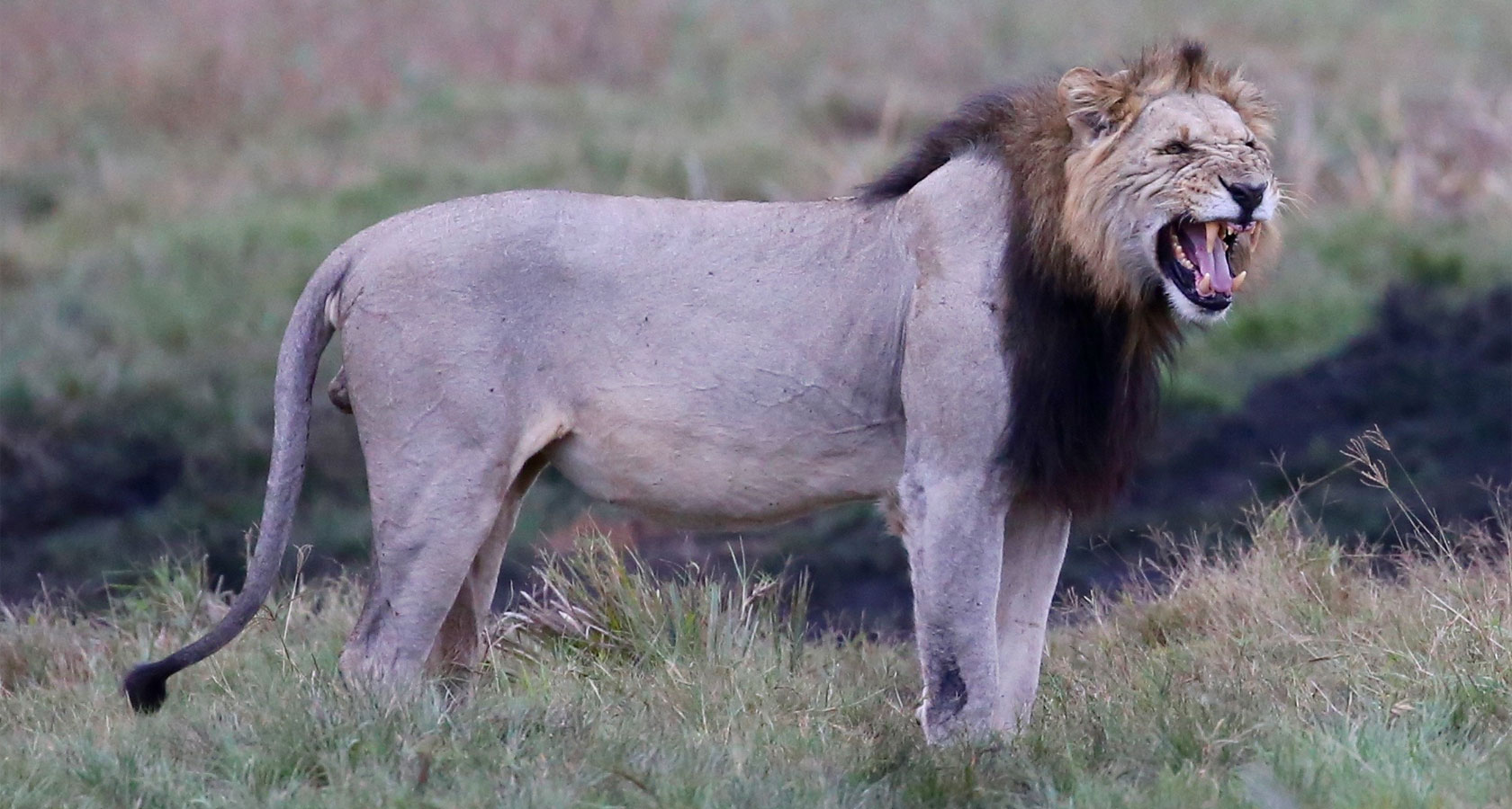 https://bestafrica.bluesuntravel.com/wp-content/uploads/2019/11/BEST-AFRICA-lion-roaring.jpg