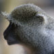 https://bestafrica.bluesuntravel.com/wp-content/uploads/2019/11/BEST-AFRICA-monkey.jpg
