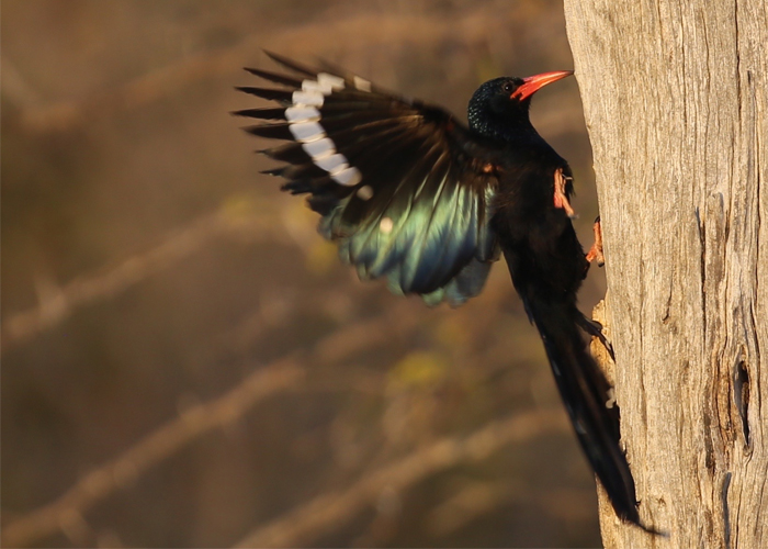 https://bestafrica.bluesuntravel.com/wp-content/uploads/2019/11/BEST-AFRICA-pecking-bird.jpg