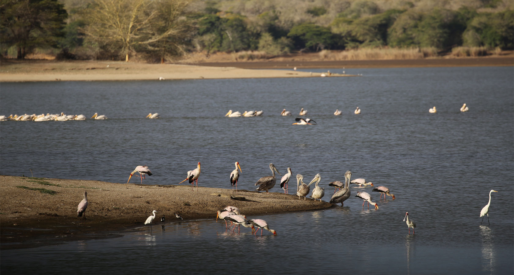 https://bestafrica.bluesuntravel.com/wp-content/uploads/2019/11/BEST-AFRICA-pelicans-and-spoonbills.jpg