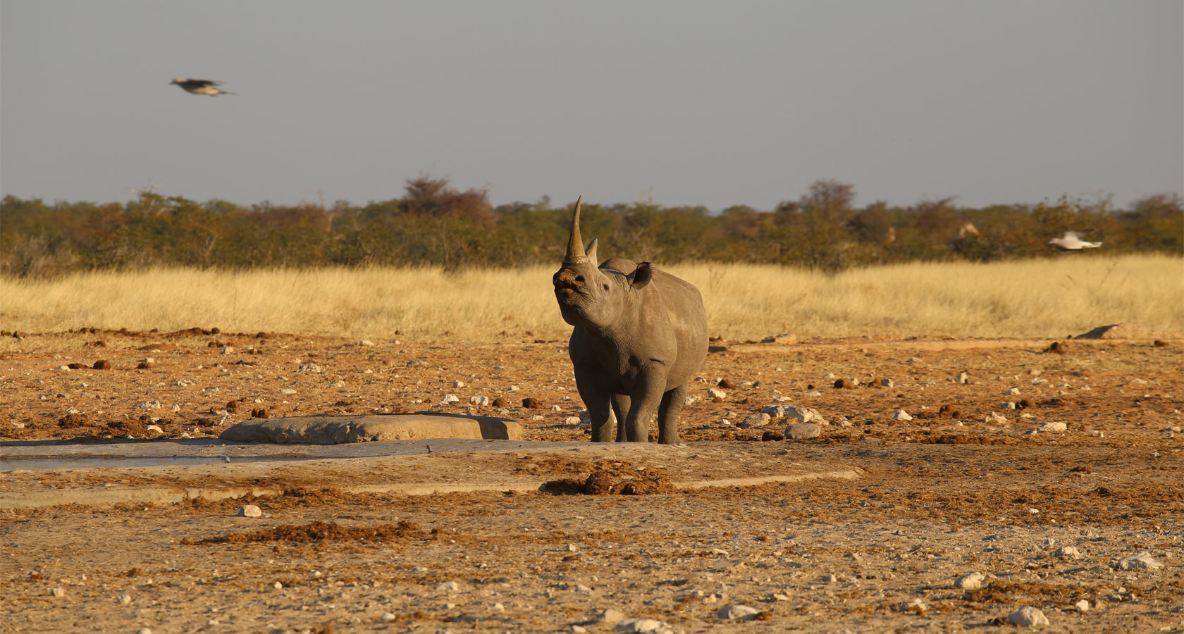 https://bestafrica.bluesuntravel.com/wp-content/uploads/2019/11/BEST-AFRICA-rhino-kissing.jpg