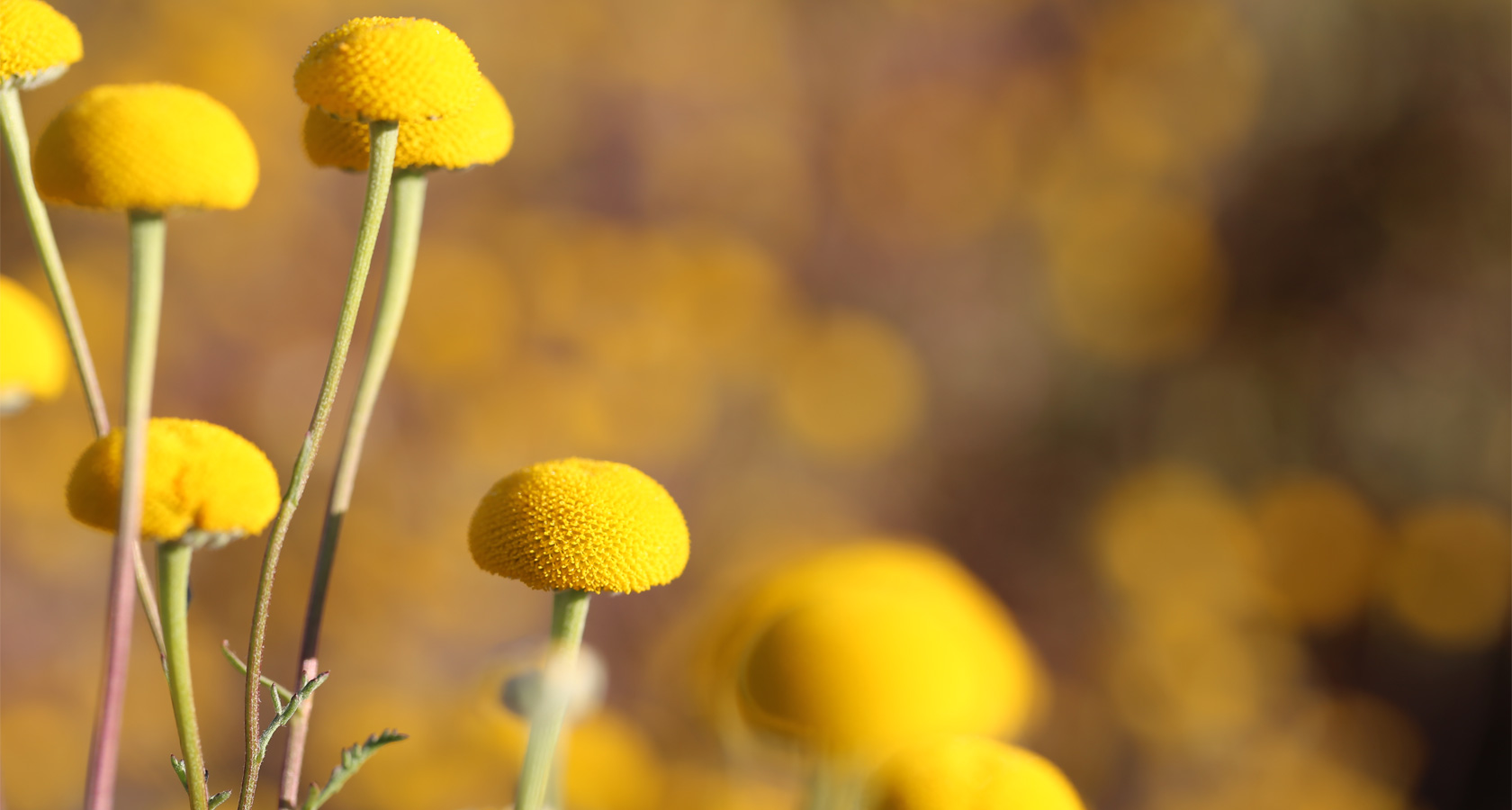 https://bestafrica.bluesuntravel.com/wp-content/uploads/2019/11/BEST-AFRICA-yellow-flower-1.jpg