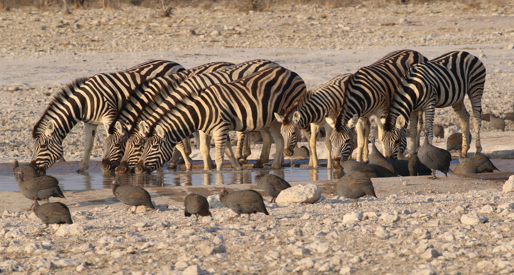 https://bestafrica.bluesuntravel.com/wp-content/uploads/2019/11/BEST-AFRICA-zebras-drinking.jpg